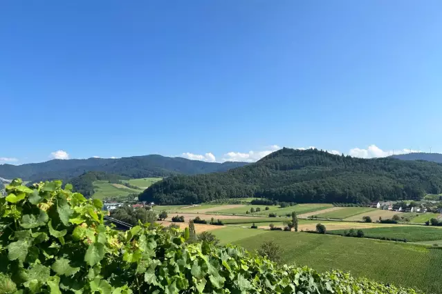 Das Weinbaugebiet Baden, mit 15.679 Hektar Rebfläche das drittgrößte Deutschlands, erstreckt sich in Nord-Süd-Richtung über eine Länge von etwa 400 Kilometern.