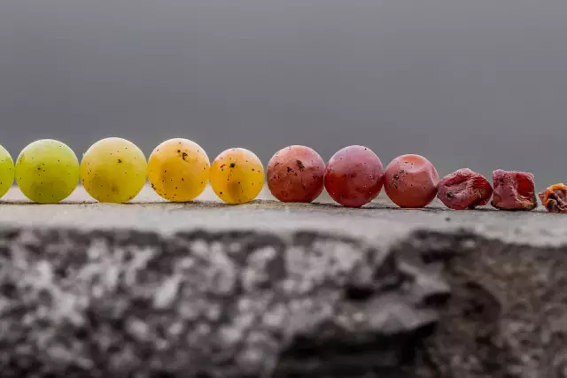 Beeren in unterschiedlichen Reifezuständen