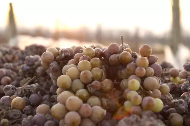 Die eigentliche Eiswein-Lese, oft in den frühen Morgenstunden, ist anstrengend. Die Kälte macht die Finger starr und schmerzempfindlich. Mühsam werden die gefrorenen Beeren gelesen, am Ende liegt die Erntemenge oft nur zwischen 300 und 500 Liter pro Hektar. Fotoquelle: deutscheweine.de / DWI 