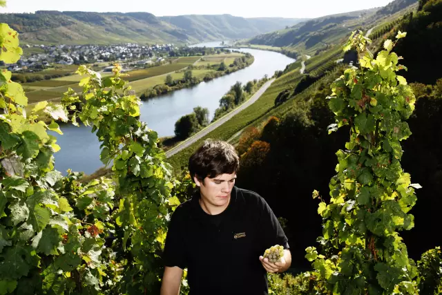 Matthias Meierer vom Weingut Klaus Meierer in Kesten an der Mosel am 15.10.2009, hier begutachtet er kurz vor der Lese die Riesling-Trauben