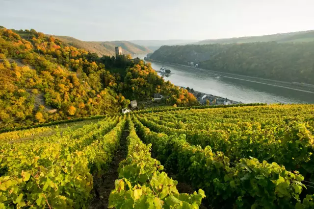 Weinberge vor Kaub mit Burg Gutenfels und Burg Pfalzgrafenstein