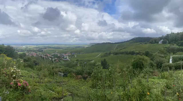 Ausblick über die Weinberge Württembergs.