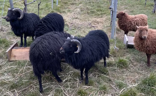 Das Familienweingut Korrell bewirtschaftet die Weinberge im "Paradies" und hat neben einem Rundwanderweg und tierischen Helfern, seinen Schafen, ein schönes Weinbergshäuschen inmitten der Lage. 