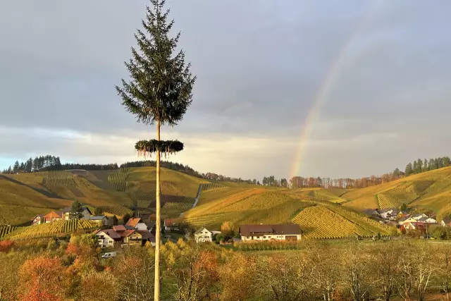 Der Königinnen-Maibaum im Weindorf Durbach mit Regenbogen.