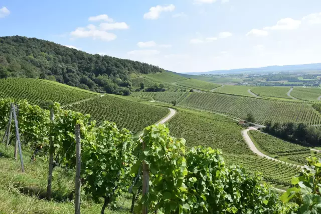 Weinberge bei Iphofen im Anbaugebiet Franken