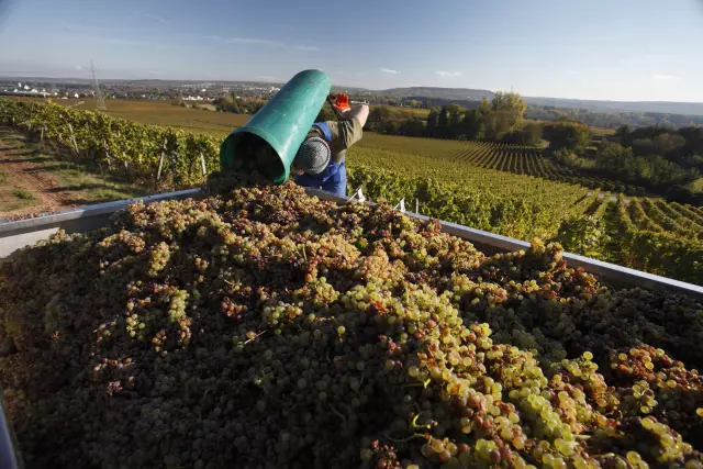 Weinlese bei Johannisberg