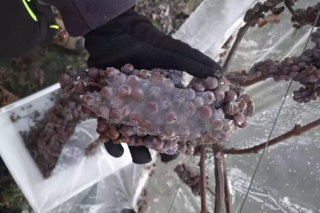 Erfolgreiche Eisweinlese an der Hessischen Bergstraße - Bergsträsser Winzer eG