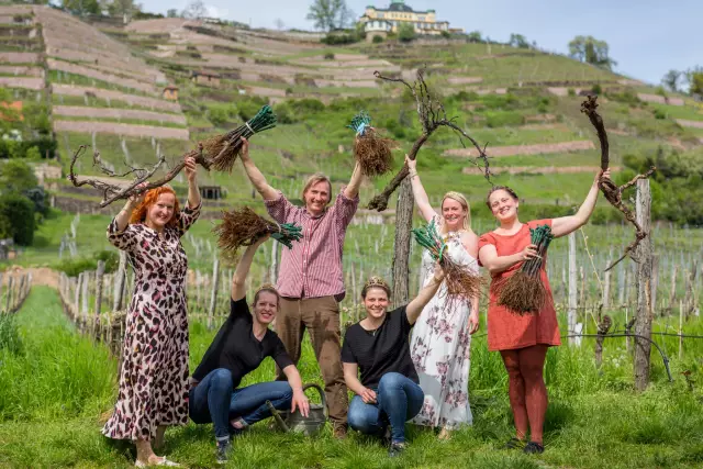 Neue Reben setzen im Weingut Karl Friedrich Aust.