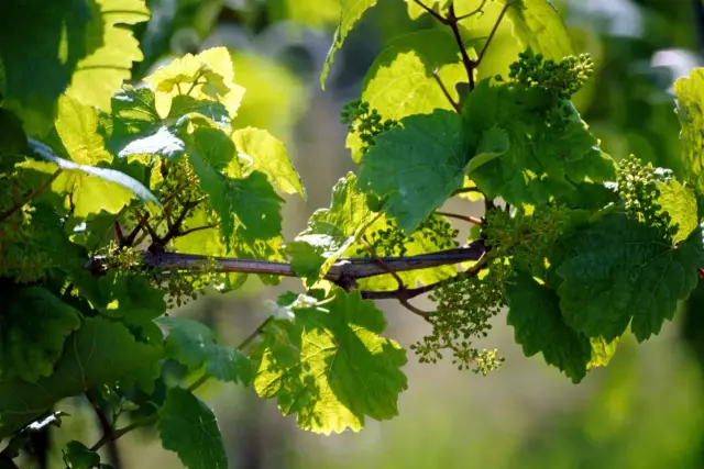 Die Reben blühen derzeit in den Weinbergen