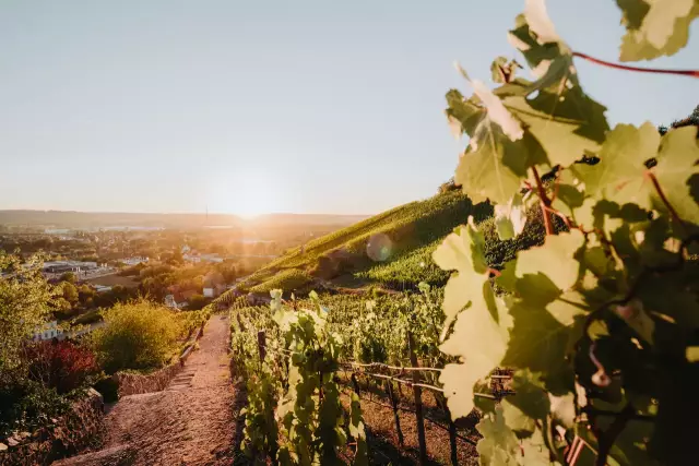 Blick über die Weinberge von Wackerbarth. Foto: Sebastian Weingart (DML-BY) // Saxon Whine Route: View over the vineyards of Wackerbarth. Photo: Sebastian Weingart (DML-BY)