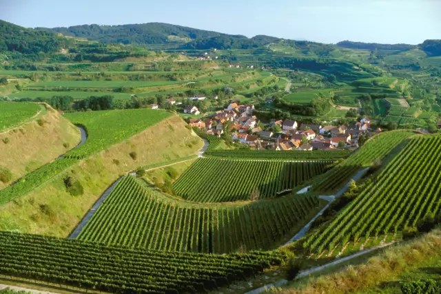 Weinberge in Baden, Oberrottweil