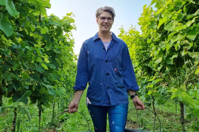 Winzerin Simone Gutting vom Weingut Mohr-Gutting bei der Lese der ersten Trauben des Jahres für den Federweißen.