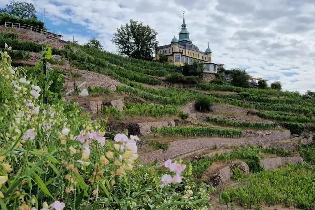 Terrassierte Weinberge in Sachsen mit einem historischen Gebäude im Hintergrund – diese Region ist bekannt für ihren Steillagenweinbau und ihre traditionsreiche Weinbaukultur, die einzigartige Weine in einem der östlichsten Anbaugebiete Deutschlands hervorbringt.