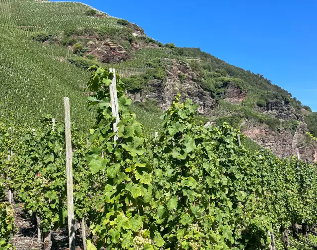 Blick auf die Weinberge an der Mittelmosel.