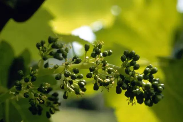 Blooming vines in Germany