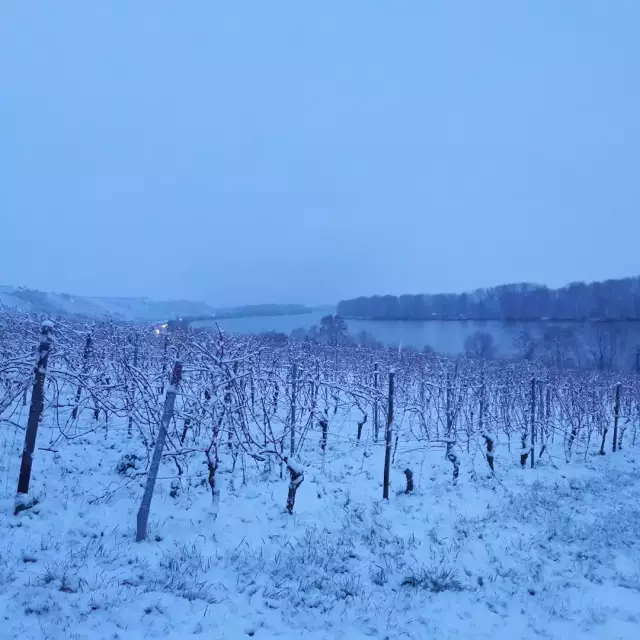 Weinberge im Winter