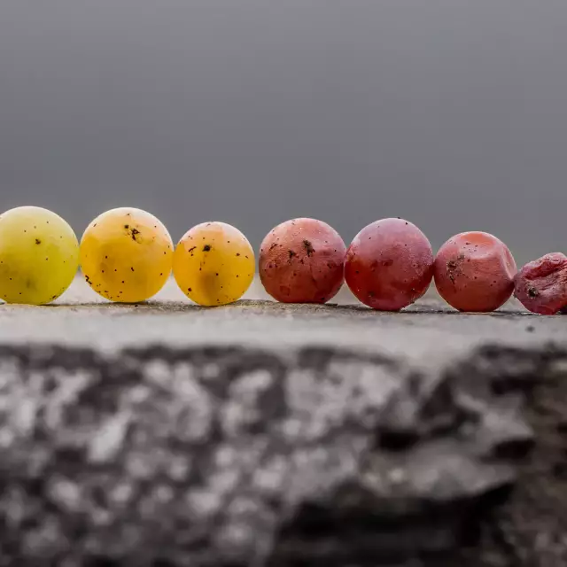 Beeren in unterschiedlichen Reifezuständen