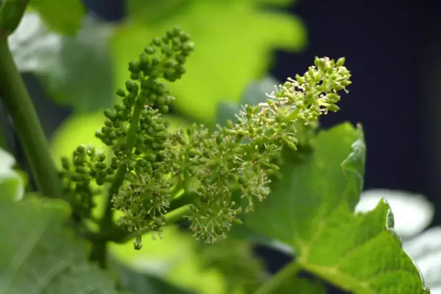 Blühende Weinrebe im Frühsommer