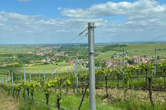 Blick über die Weinberge der Weinregion Pfalz.