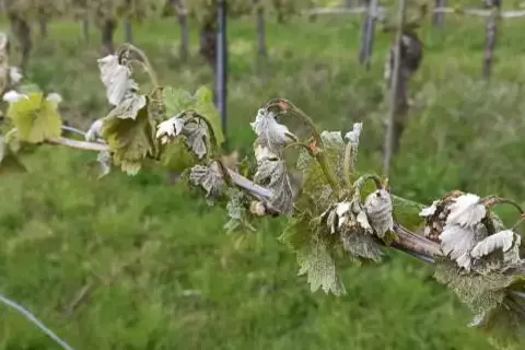 Frostschäden am Rebstock, Weingut Ellwanger-Großheppach / Württemberg